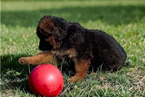 Kevin - puppy for sale