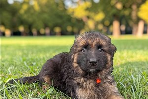 Knox - puppy for sale