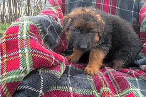 Katherine - puppy for sale