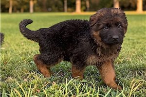 Karter - puppy for sale