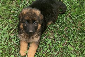 Kingston - German Shepherd for sale