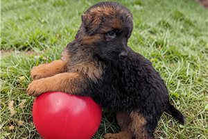 Kaylee - puppy for sale