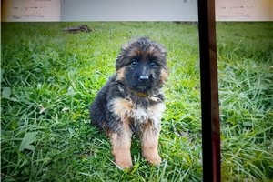 Kinsley - puppy for sale