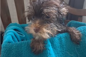 Elana - Yorkshire Terrier - Yorkie for sale