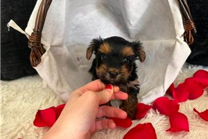 Enzo - Yorkshire Terrier - Yorkie for sale