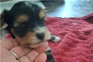 Alfie - Yorkshire Terrier - Yorkie for sale