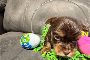 Elana - Yorkshire Terrier - Yorkie for sale