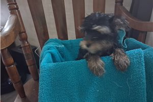 Damon - Yorkshire Terrier - Yorkie for sale