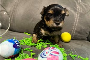 Damon - puppy for sale