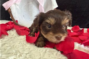 Belle - Yorkshire Terrier - Yorkie for sale