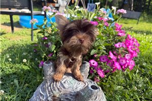 Elana - Yorkshire Terrier - Yorkie for sale