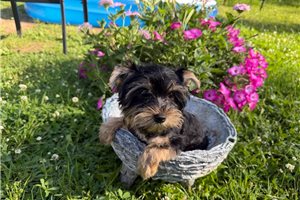 Damon - Yorkshire Terrier - Yorkie for sale