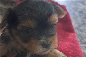 Alexis - Yorkshire Terrier - Yorkie for sale
