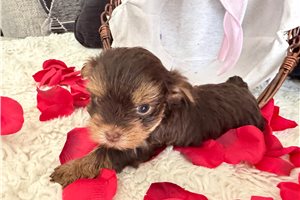 Elana - Yorkshire Terrier - Yorkie for sale