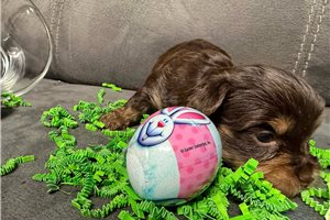 Belle - puppy for sale