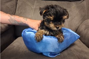 Damon - Yorkshire Terrier - Yorkie for sale