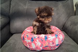 Elana - Yorkshire Terrier - Yorkie for sale