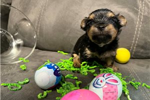 Enzo - puppy for sale