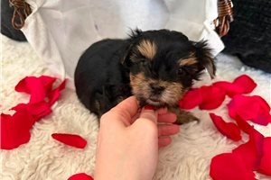 Damon - Yorkshire Terrier - Yorkie for sale