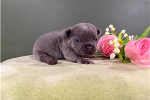 Amiyah - French Bulldog for sale