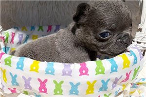 Kash - puppy for sale