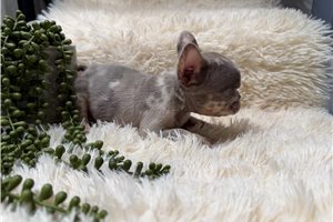 Ashton - French Bulldog for sale