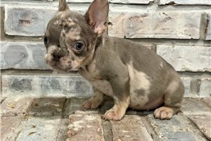 Ashton - French Bulldog for sale