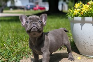 Suki - French Bulldog for sale