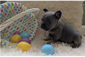 Arlo - French Bulldog for sale
