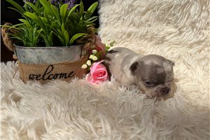 Ashton - puppy for sale