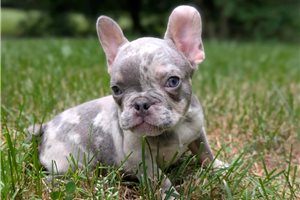 Ashton - French Bulldog for sale