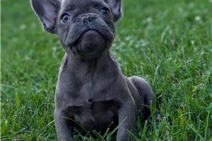 Suki - French Bulldog for sale