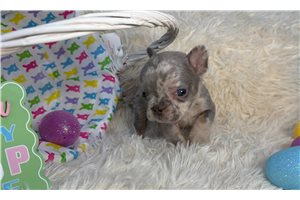 Ashton - French Bulldog for sale