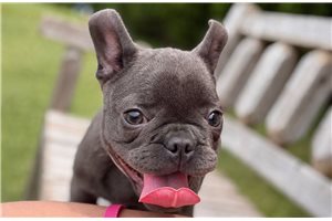 Suki - French Bulldog for sale