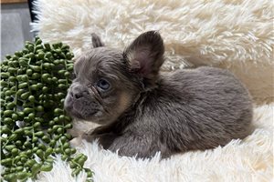 Antonio - French Bulldog for sale
