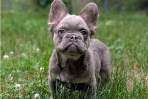 Antonio - French Bulldog for sale