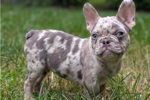 Alex - French Bulldog for sale
