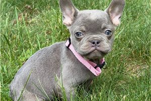 Amiyah - French Bulldog for sale