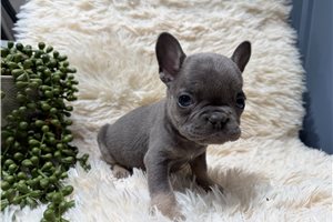 Arlo - French Bulldog for sale