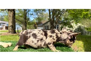 Blaire - French Bulldog for sale