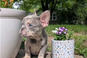 Ashton - French Bulldog for sale