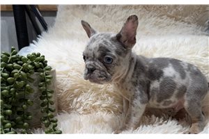 Alex - French Bulldog for sale