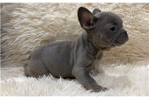 Amiyah - French Bulldog for sale