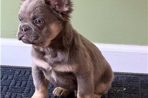 Antonio - French Bulldog for sale