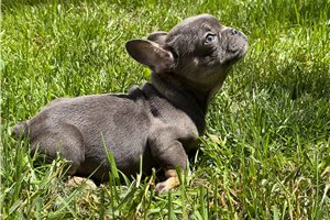 Kash - French Bulldog for sale