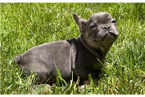 Kash - French Bulldog for sale