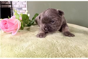 Antonio - puppy for sale
