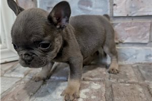 Kash - French Bulldog for sale