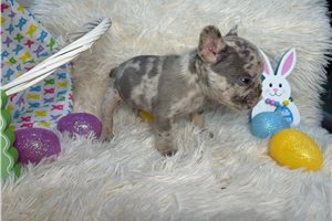 Alex - French Bulldog for sale