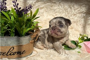 Alex - puppy for sale